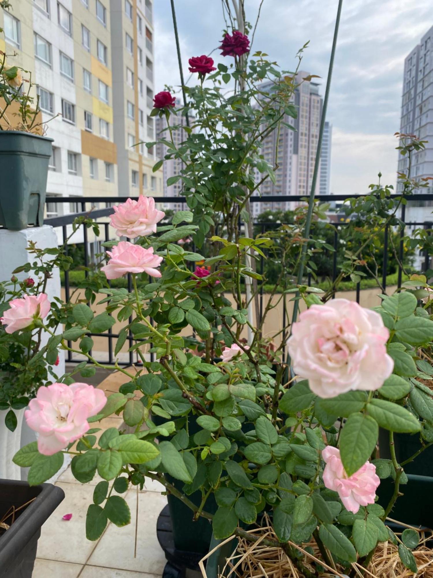 Homey Apartment Ho Chi Minh City Exterior photo